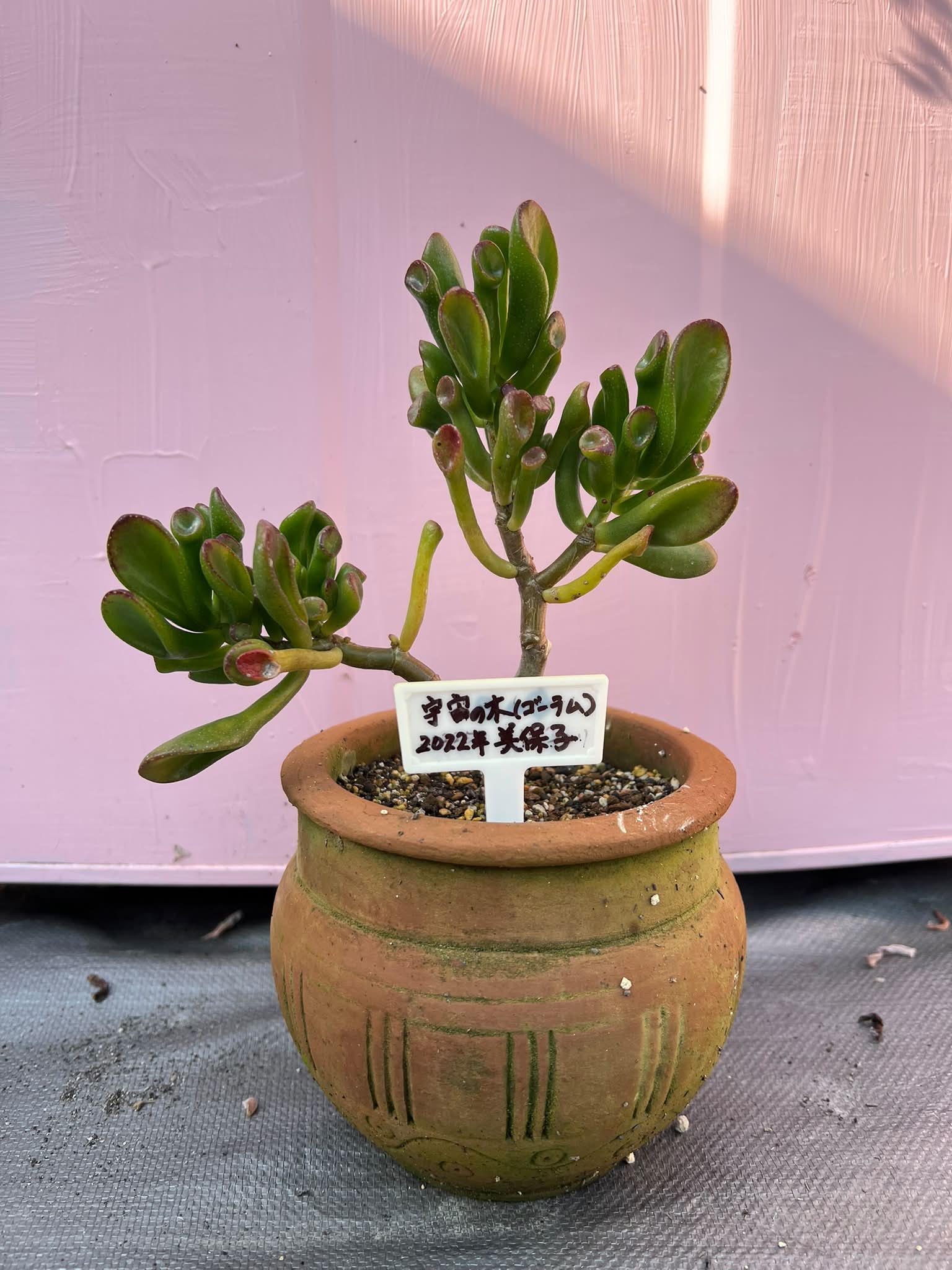 ＊クロタネ草＊多肉植物　朱寿　まめ桜 宇宙の木