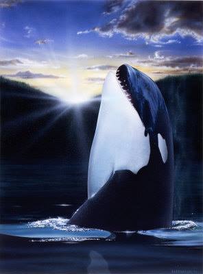 Captive - NOOTKA 2 AND NOOTKA 3. Sealand of the pacific was home to ...