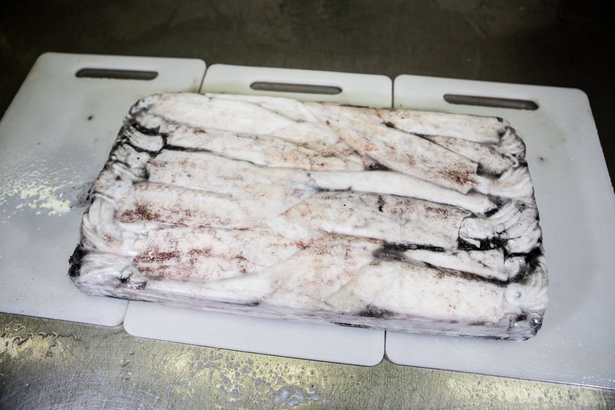 Colán Fish. Seafood Export | Paita