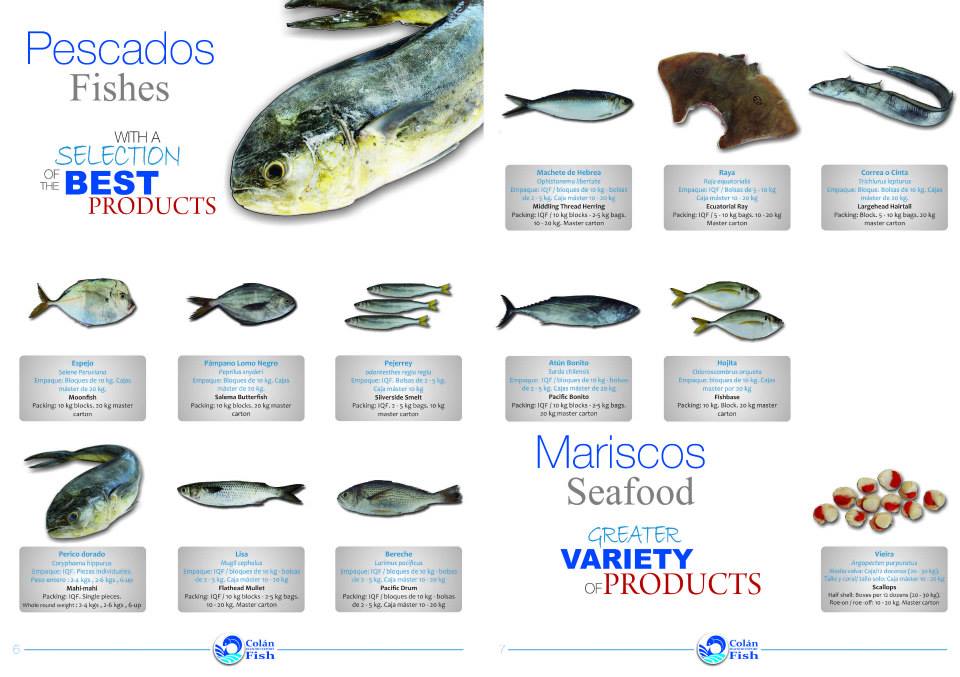 Colán Fish. Seafood Export | Paita