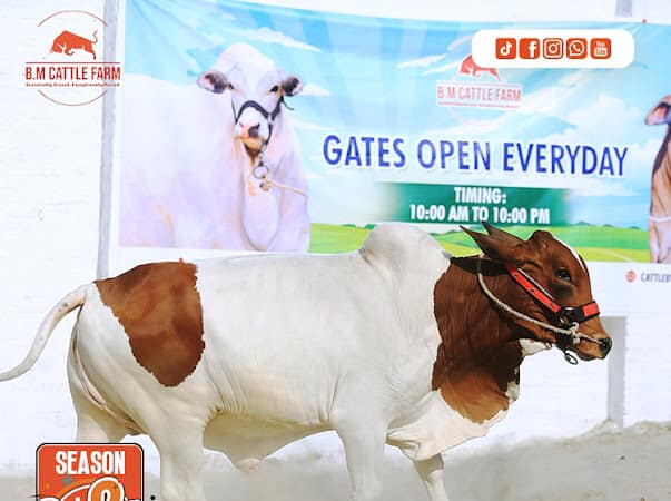 BM Cattle Farm - *FOR SALE* *SULTAN * * 2 DANT* *B.M...