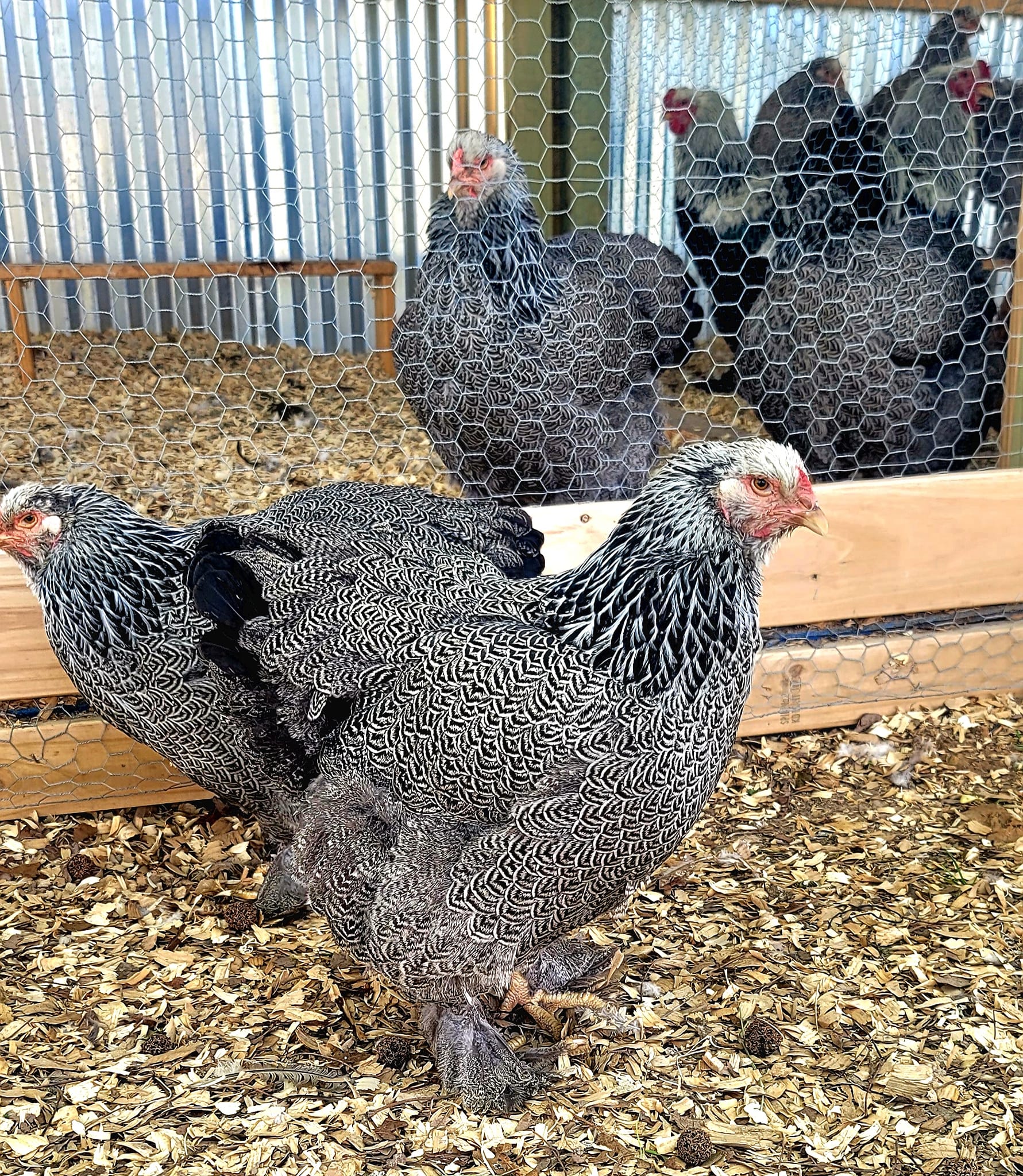 The Ralston Farm | Booneville AR