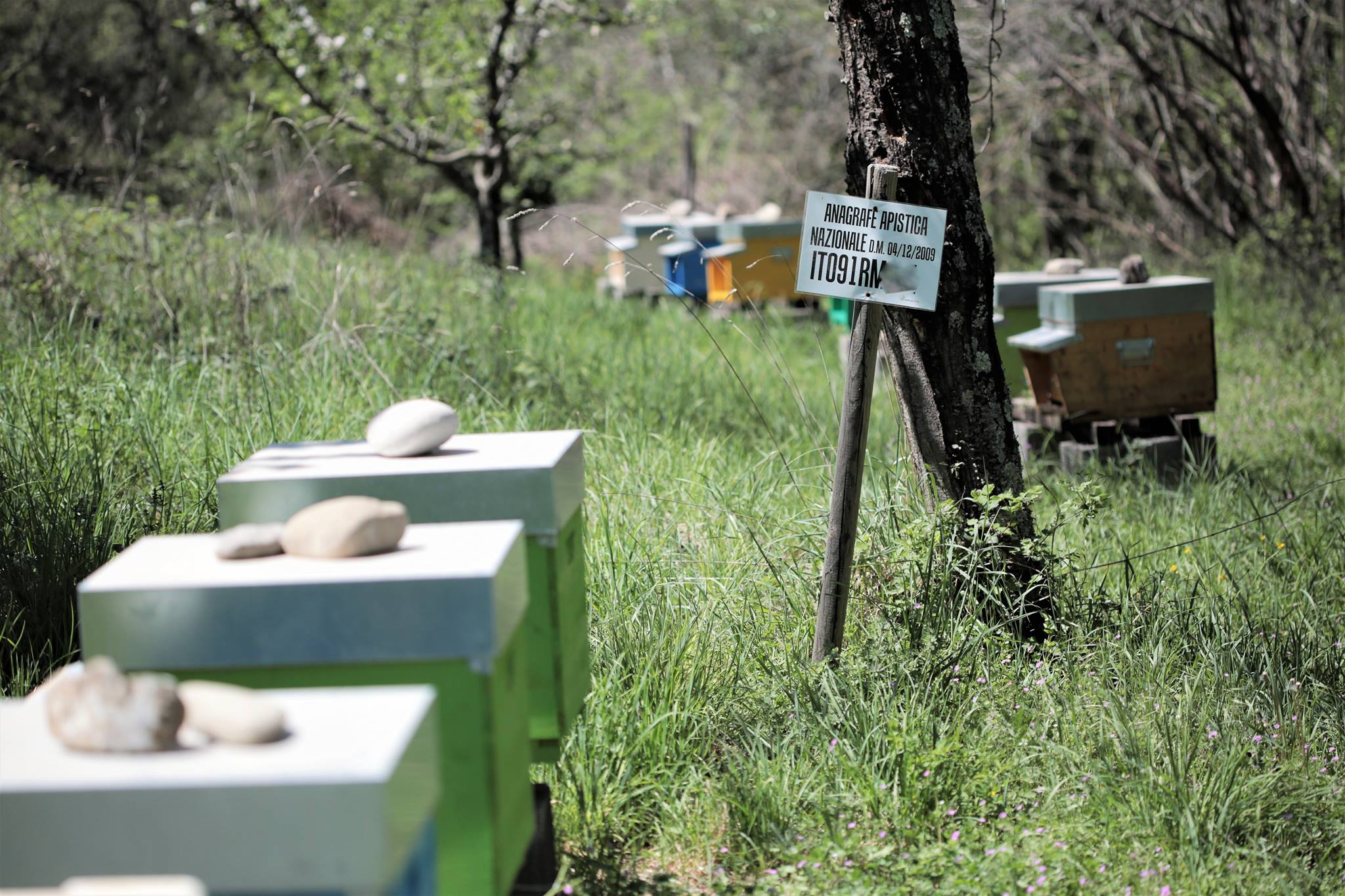 Azienda Agricola... - Azienda Agricola LE API DEL FAIDO