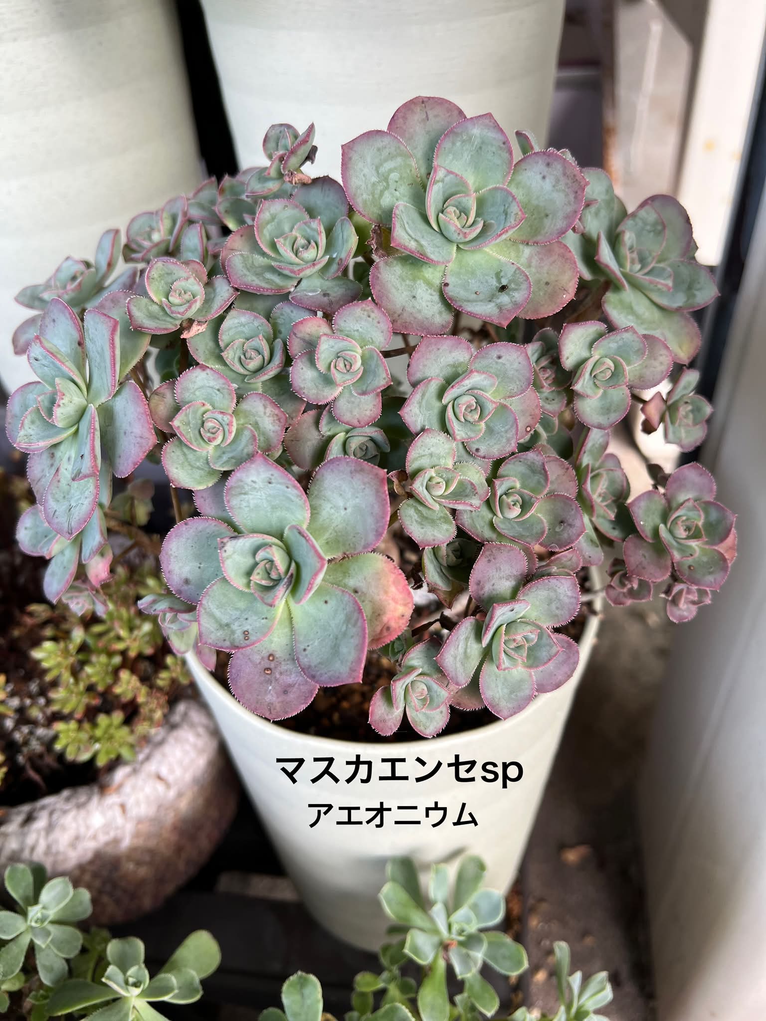 獅子王丸の花が咲きました。^_^