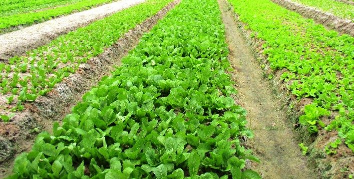 Rau móp đặc sản... - Rau móp đặc sản Củ Chi-Rau sạch Trung An