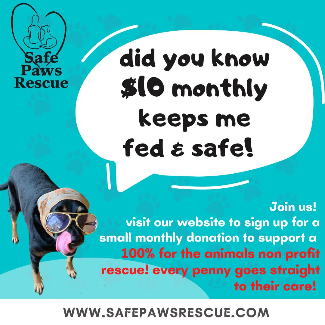 Safe Paws Rescue | Saint Petersburg FL