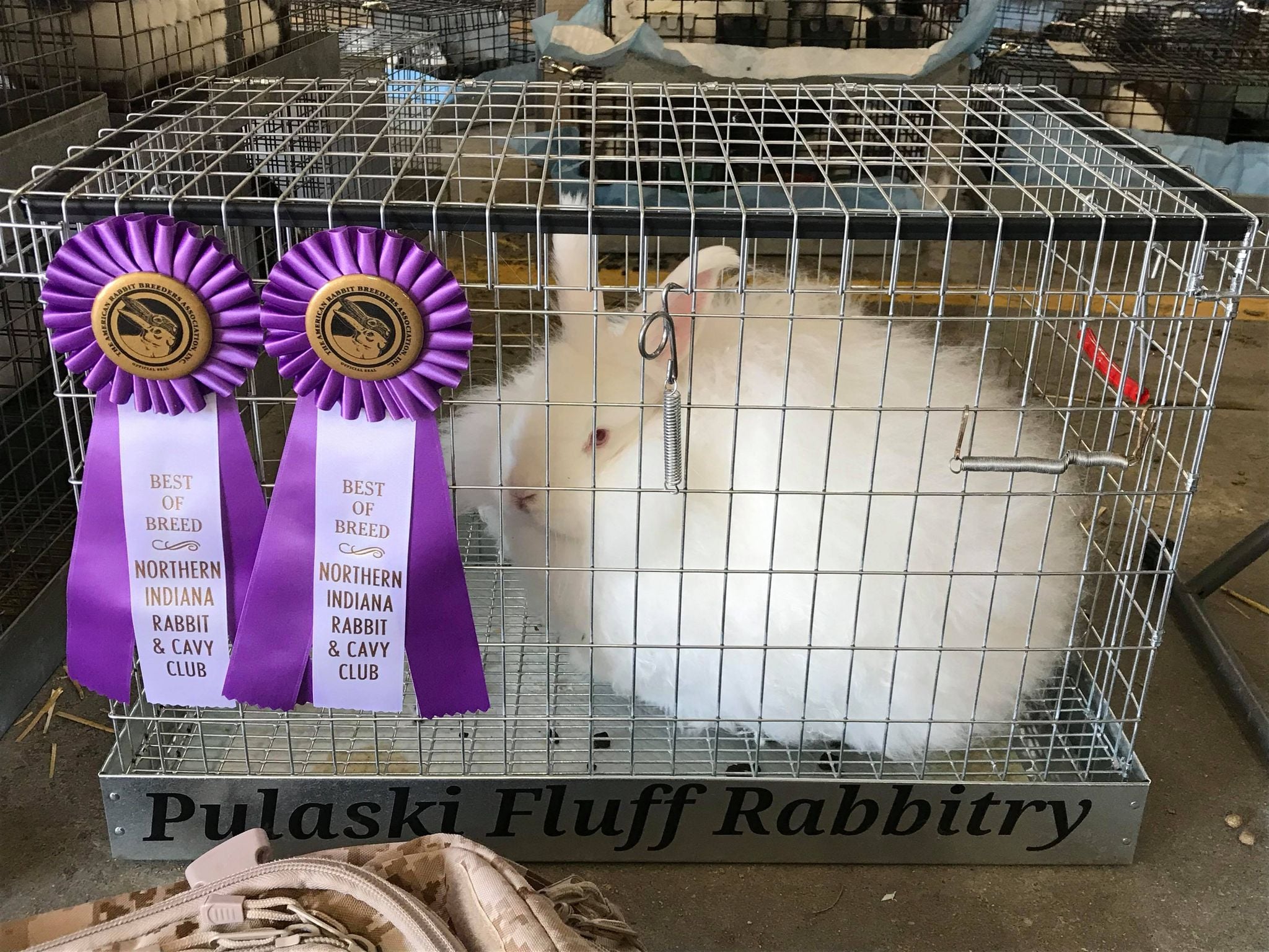 Pulaski Fluff Rabbitry - Giant Angora Rabbits in Jackson, MI