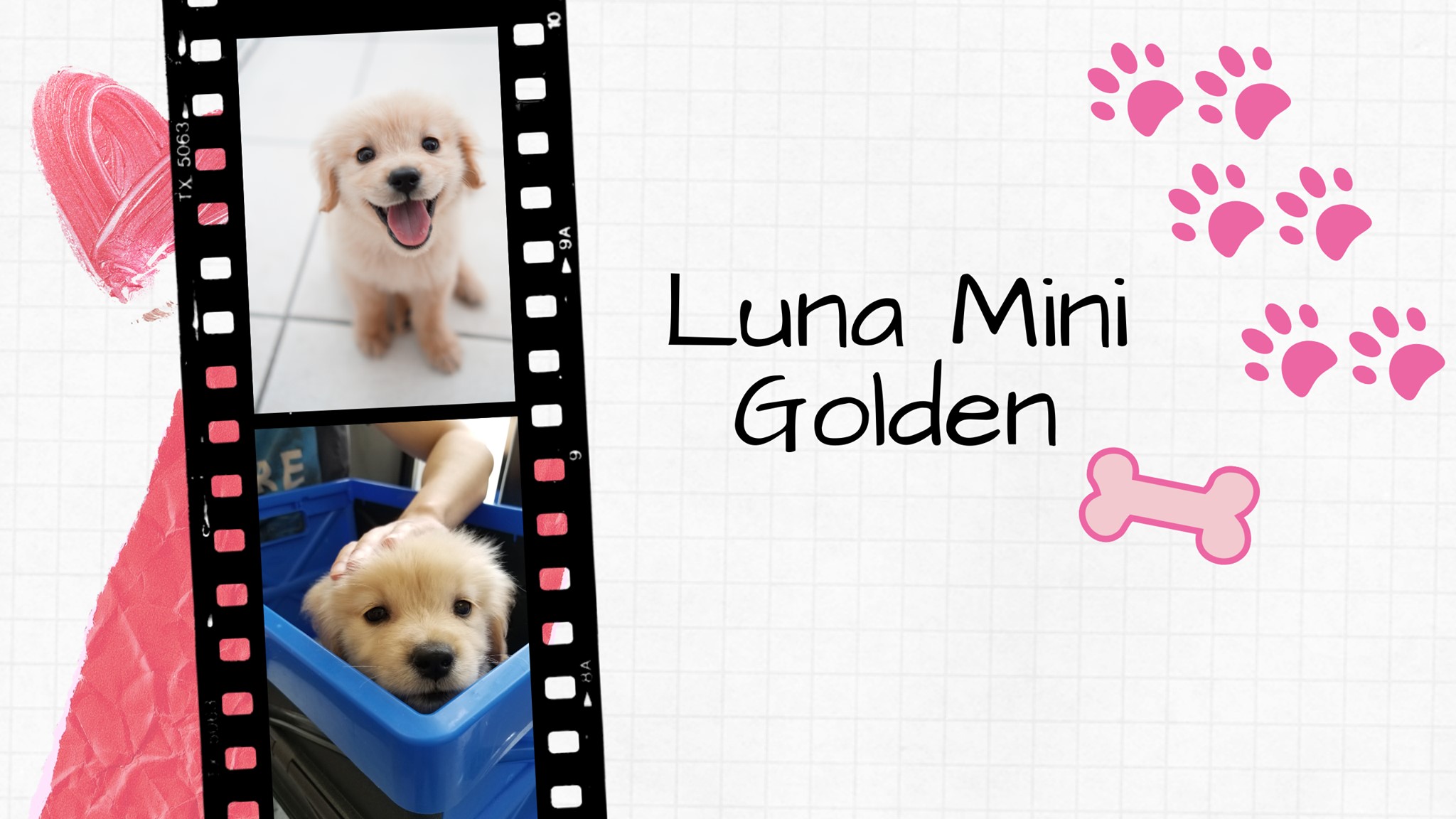 luna-puppy-luna-puppy-added-a-new-photo