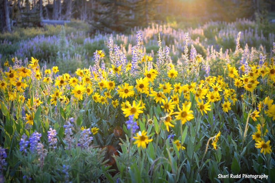 Shari Rudd Photography