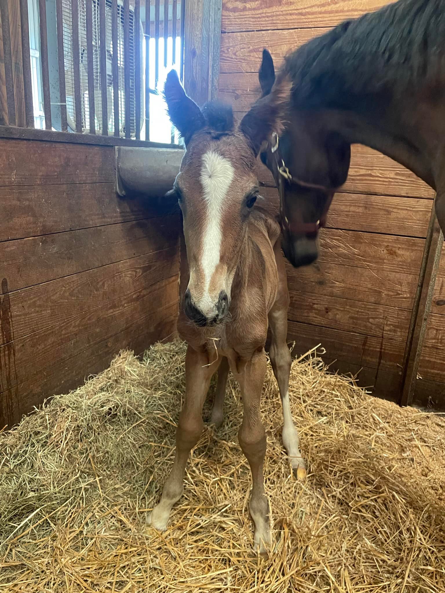 Firefly Sporthorses LLC | Keswick VA