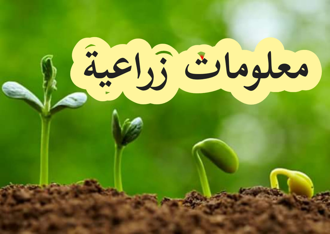 خبرات مهندسي الزراعة - الباميا: الوصف النباتي: الجذر: تتميز البامياء ...