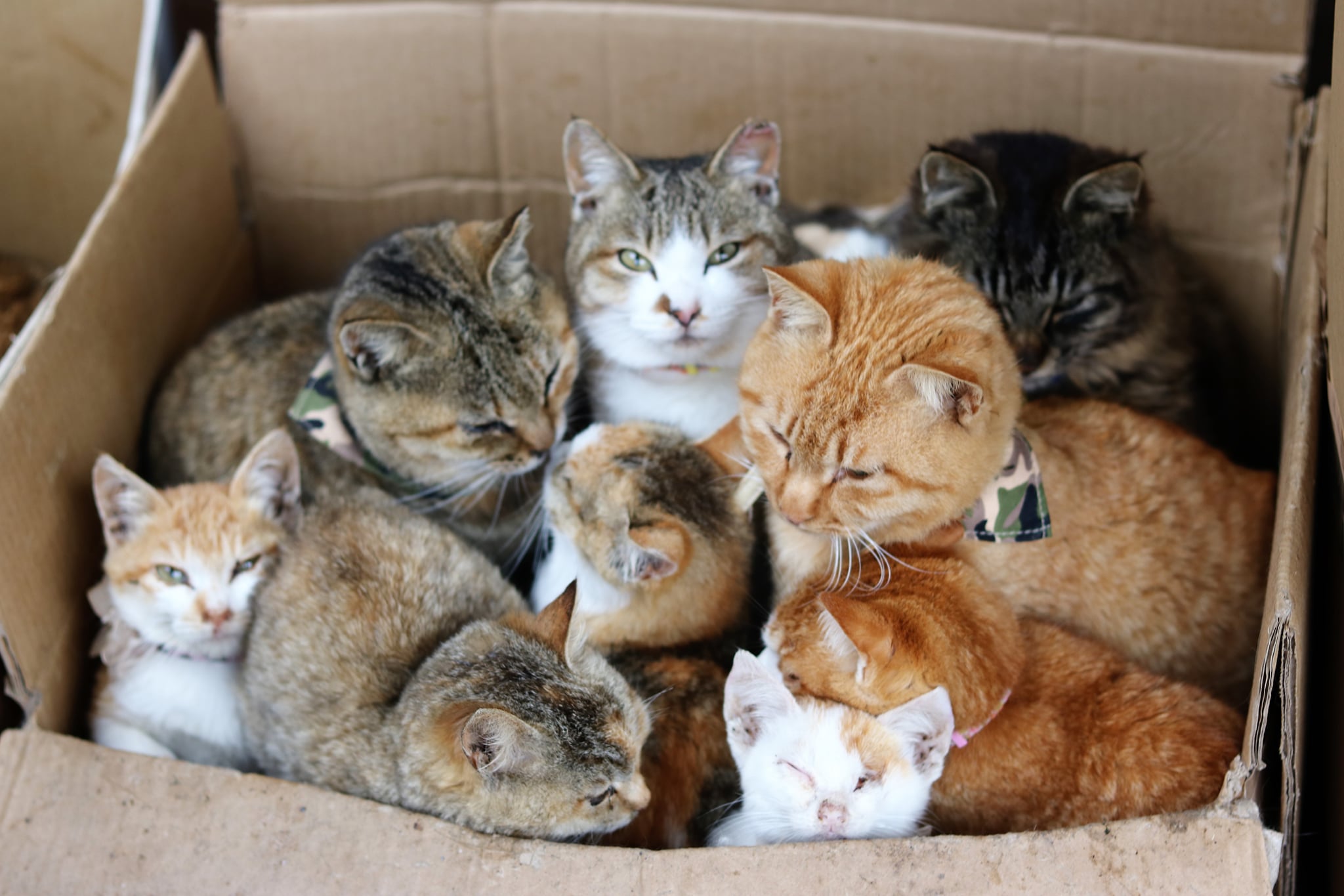 Cat Island Aoshima