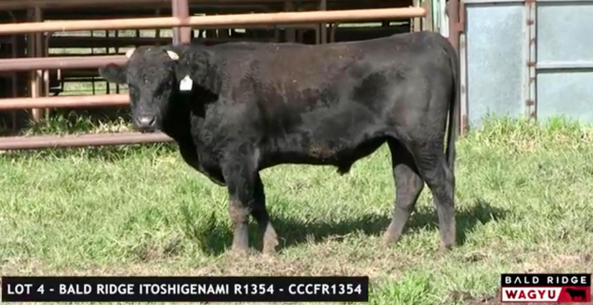 Lincoln - ‼️Bald Ridge Wagyu Sale Result‼️ 24 Bulls sold to a top of ...