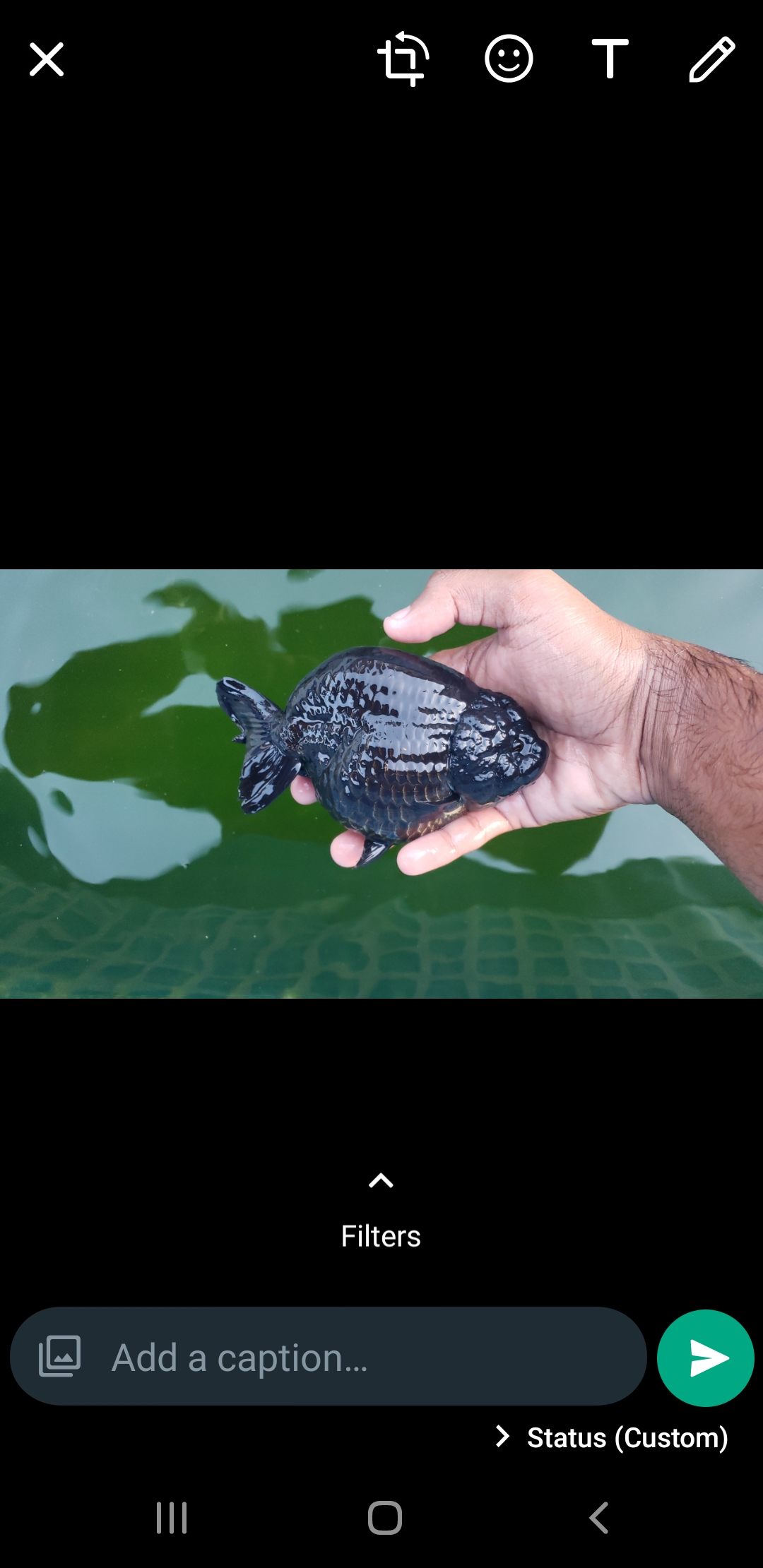 Ravi's tropical fishes | Point Fortin