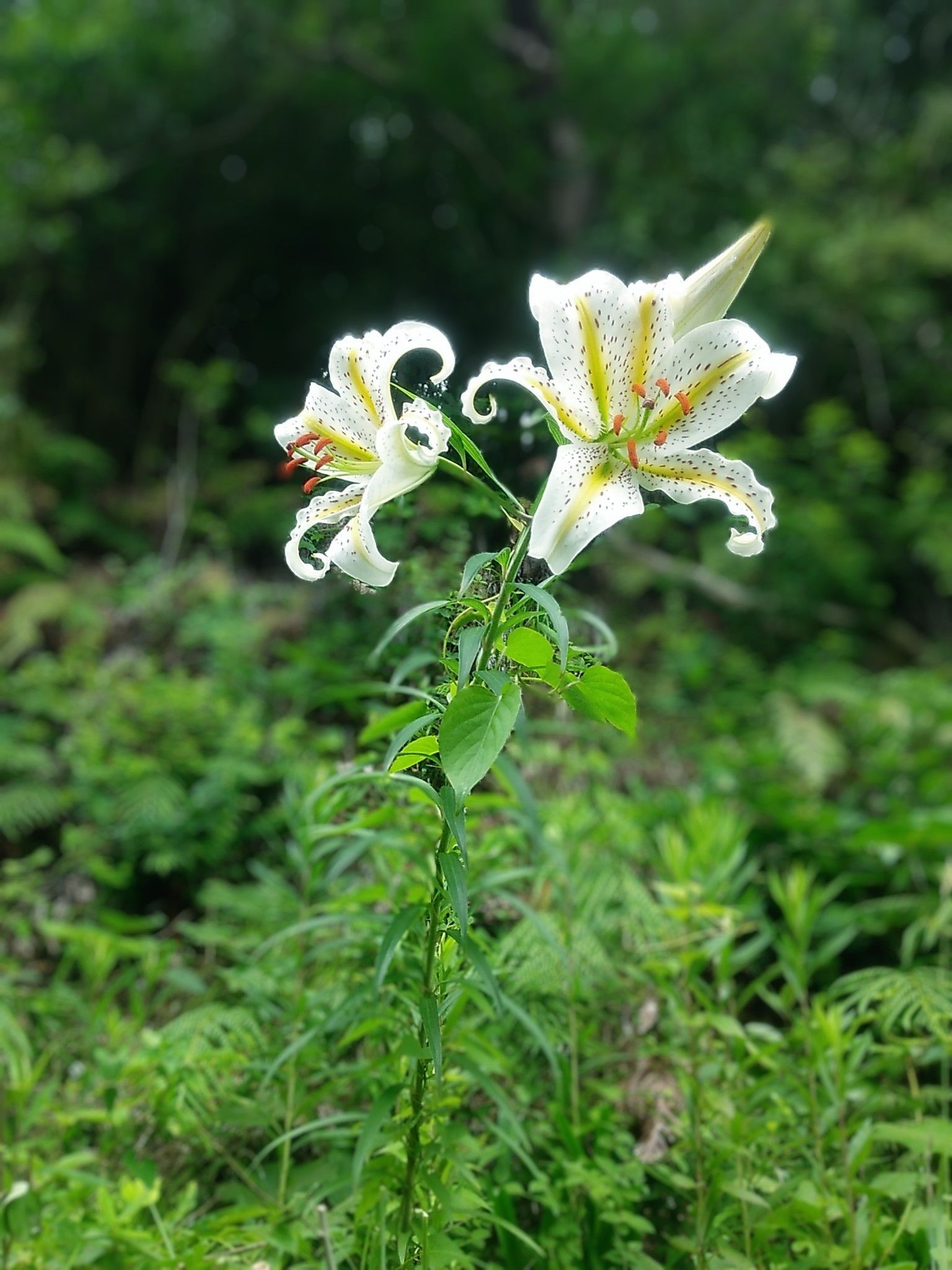 いつもの散歩道に 山百合が咲き始めました。 60年ほど前まで、この地は 