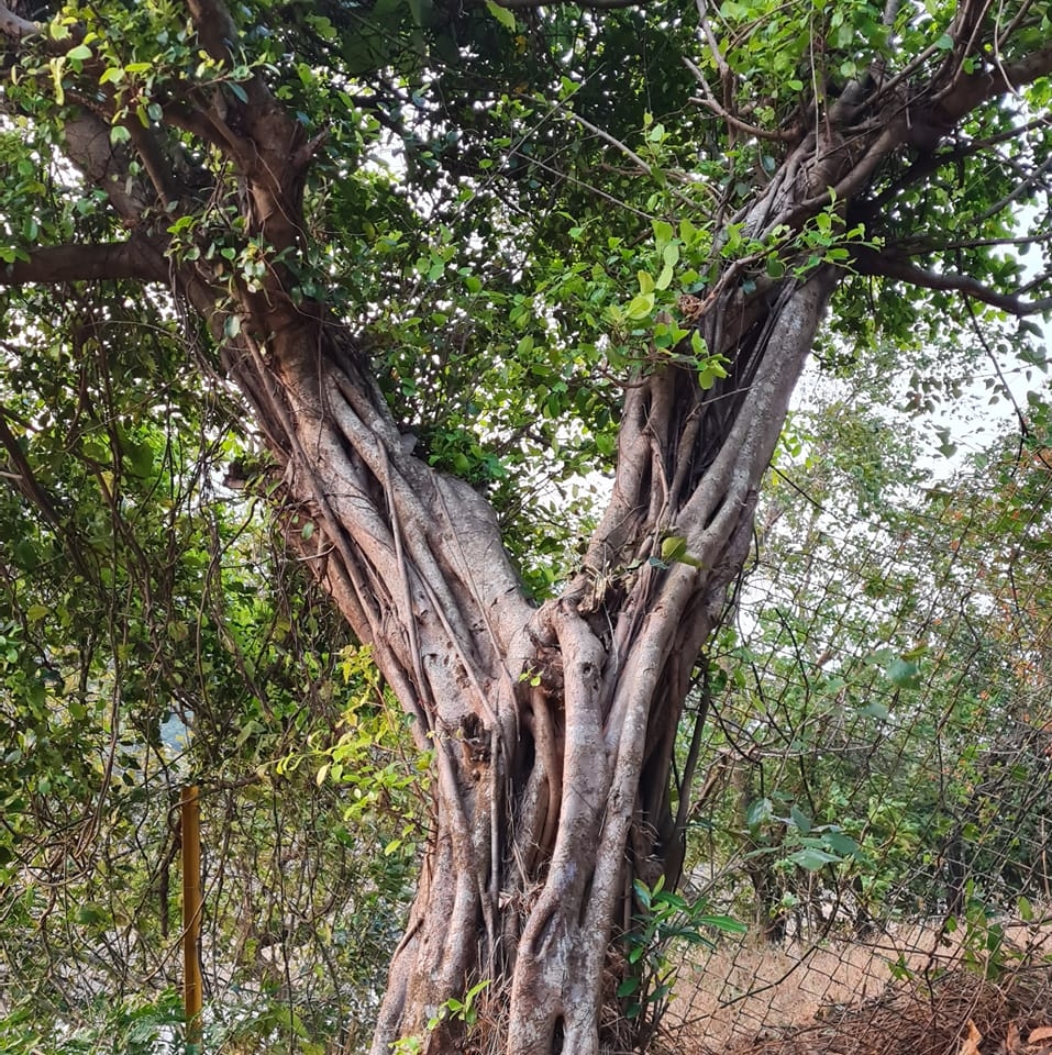 Y trees? - Help heal the world! Today we did our bit to save the ...