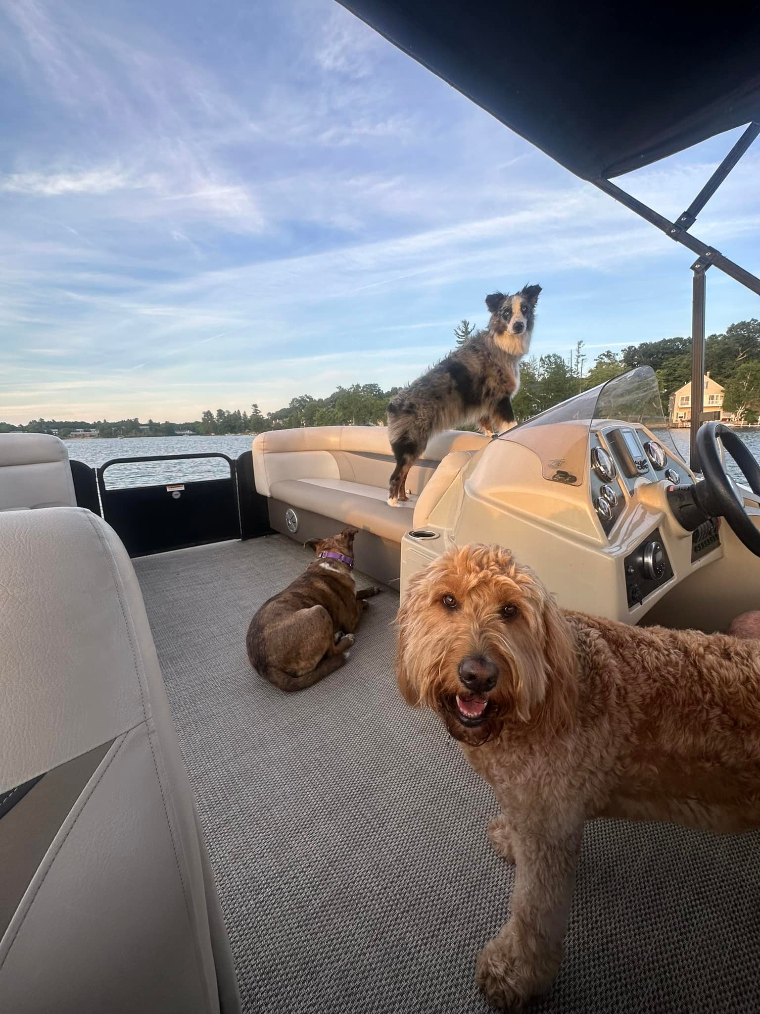 Paw Adventures | Lowell MA