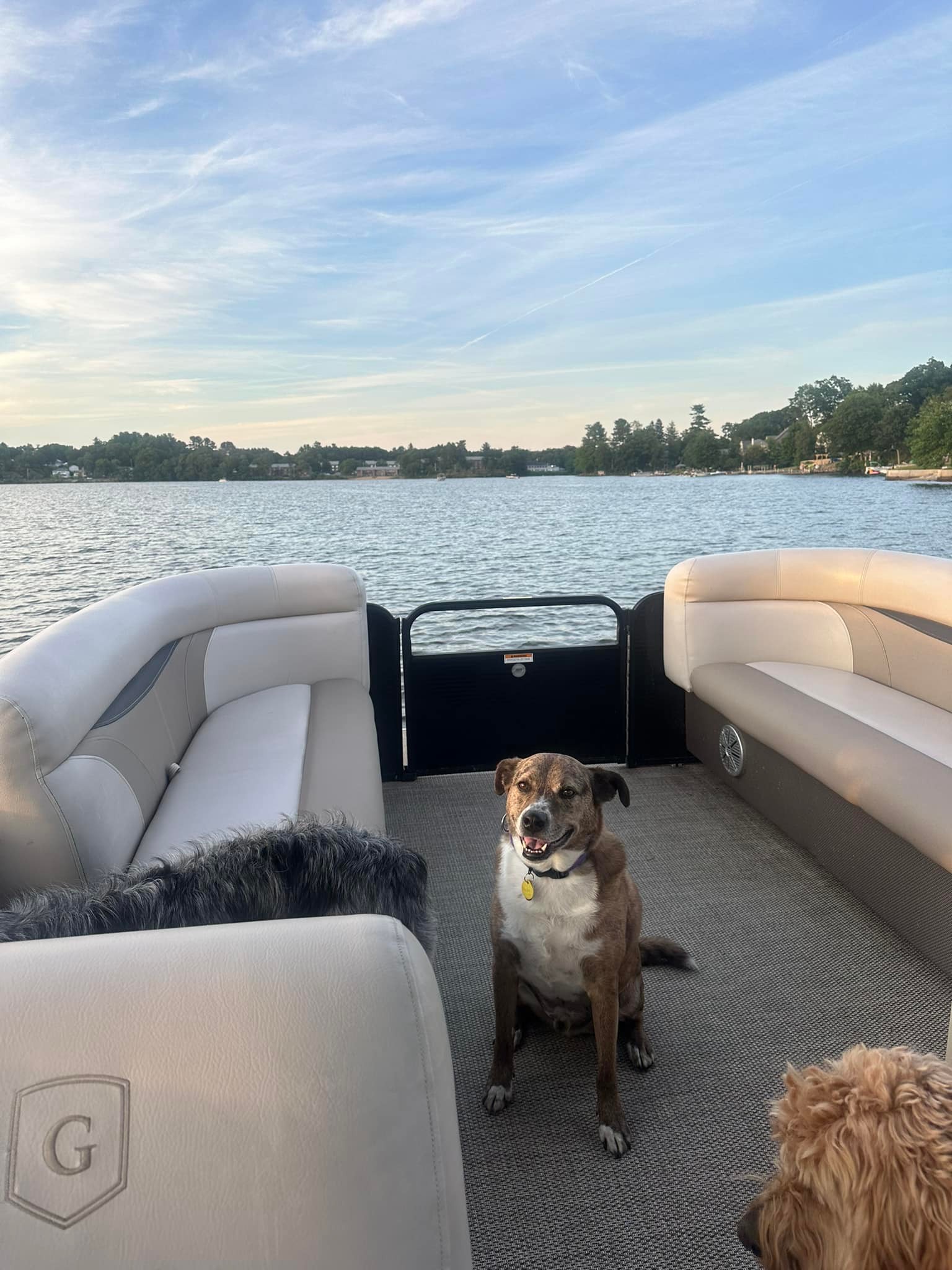 Paw Adventures | Lowell MA