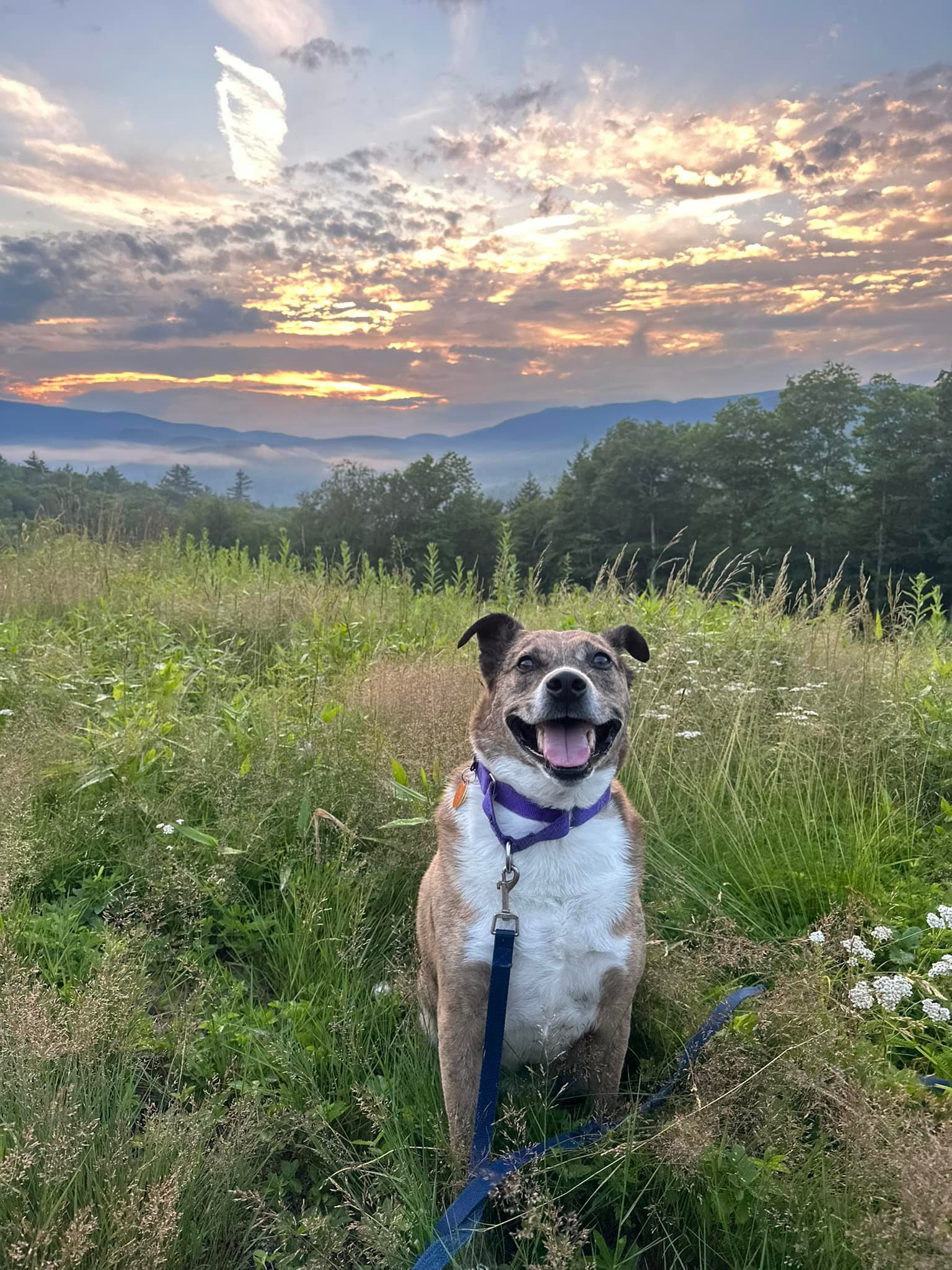 Paw Adventures | Lowell MA