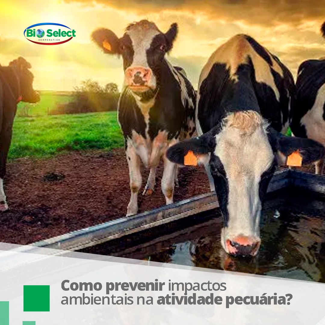 ☝️ O sucesso na pecuária também... - Bio Select Corporation