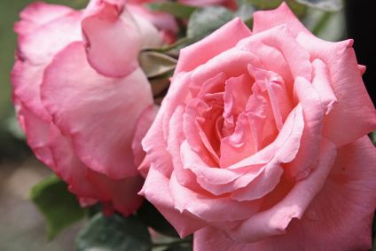Rose Kimberly Ginter