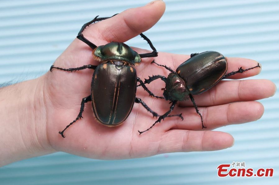 Larva of the Cheirotonus jansoni, the biggest long-armed beetle