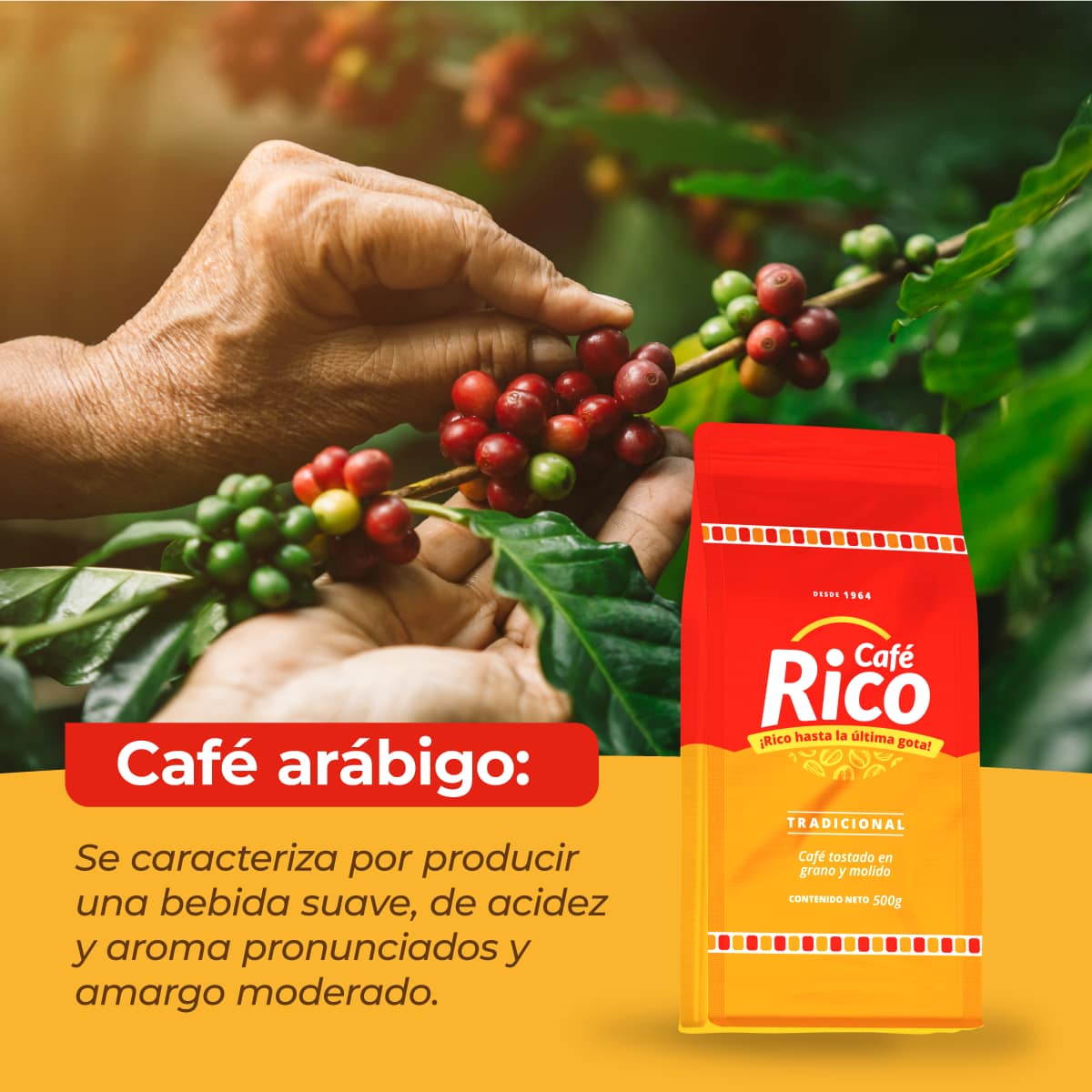 Café Rico - #AprendeConCaféRico 🤓 | ¡Aprendamos juntos de la cultura ...