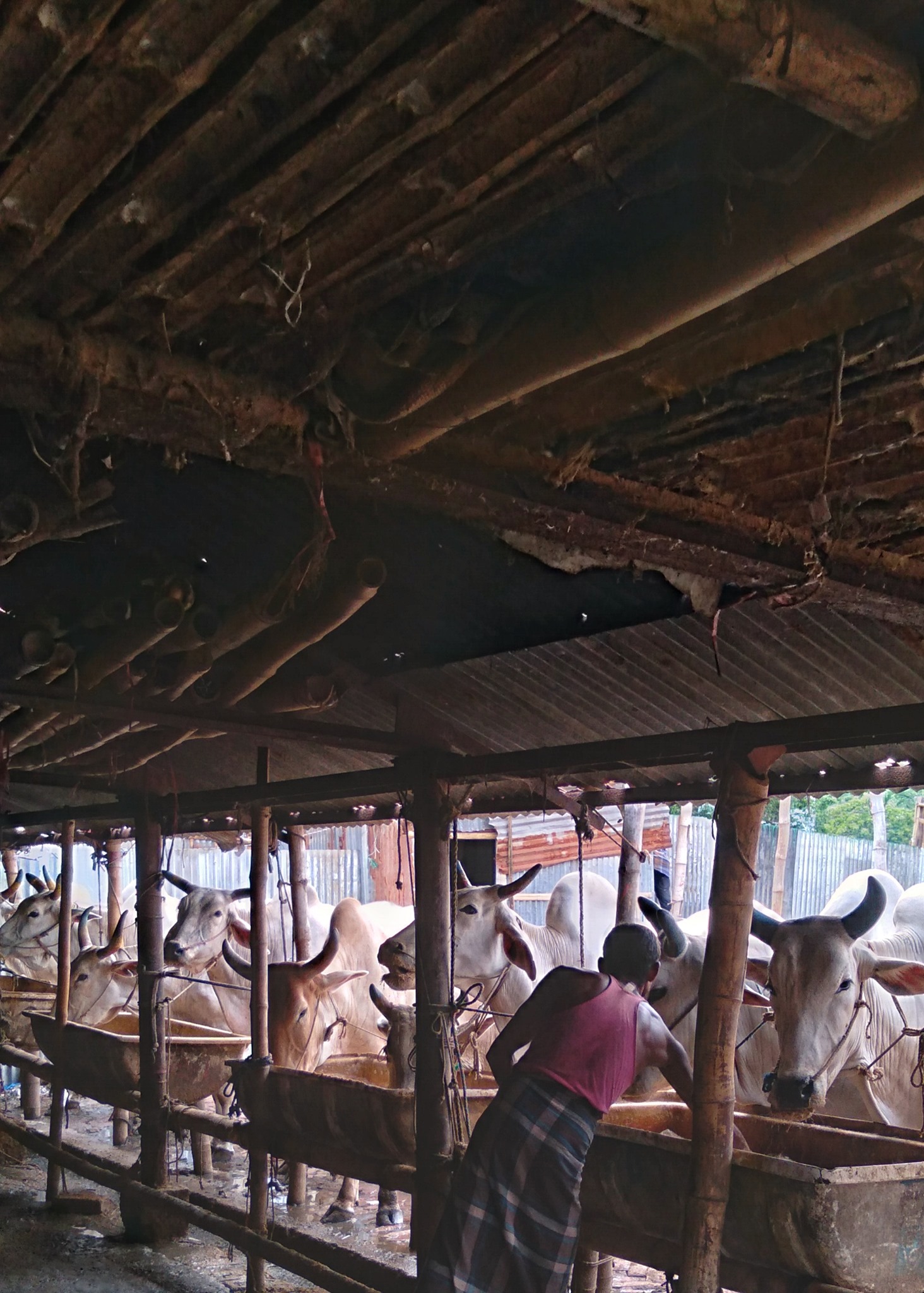 Chottogram Cattle's Valley-CCV