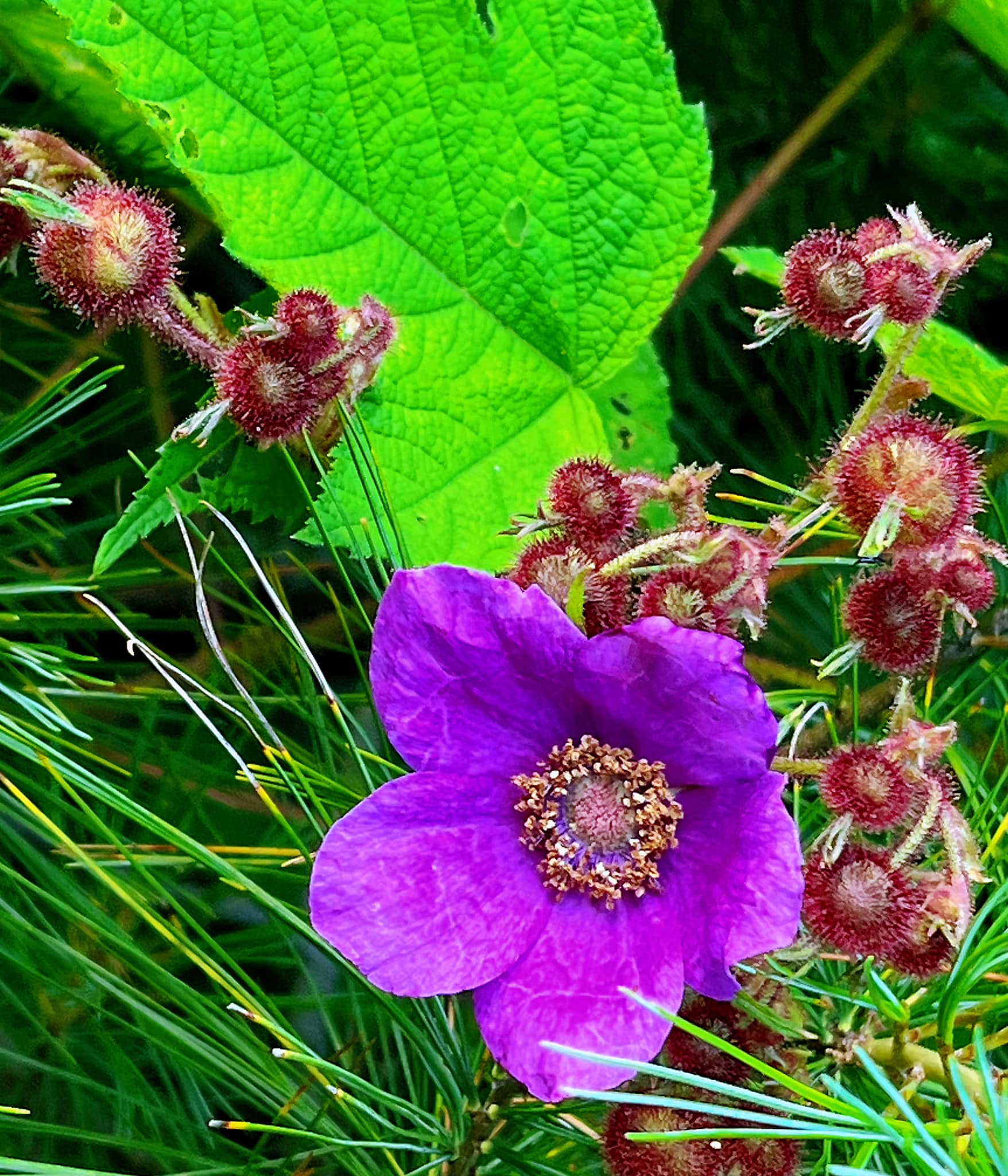 Two wild flowers in our yard,Zone 5,NH. Could you please ID them?
