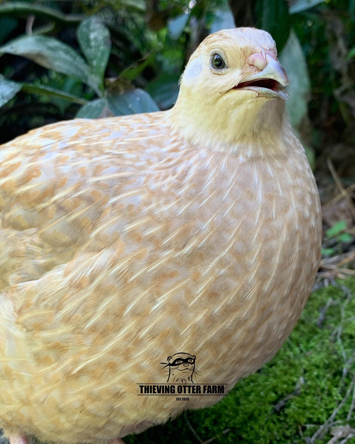Good morning, peeps! This is a Blue Sparkly Coturnix quail