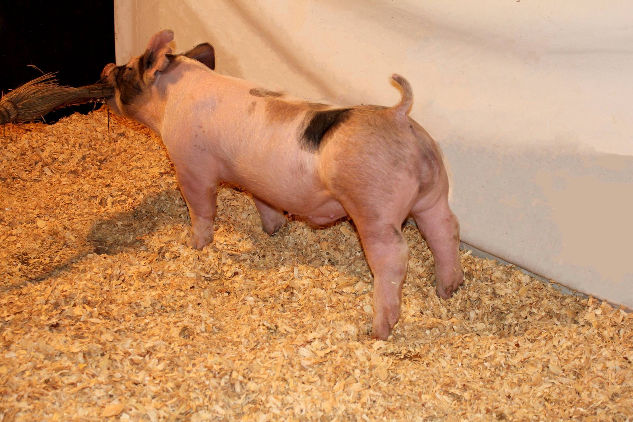 Applegate Showpigs & Grand Drive Genetics - We still have January pigs ...