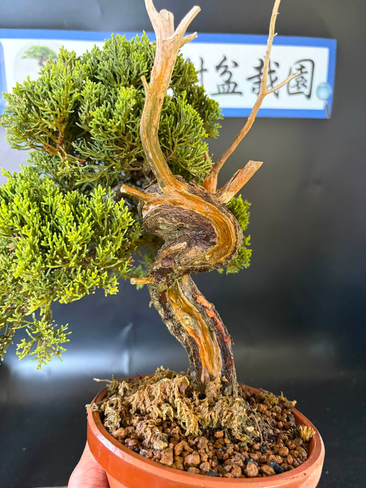 系魚川真柏意者私