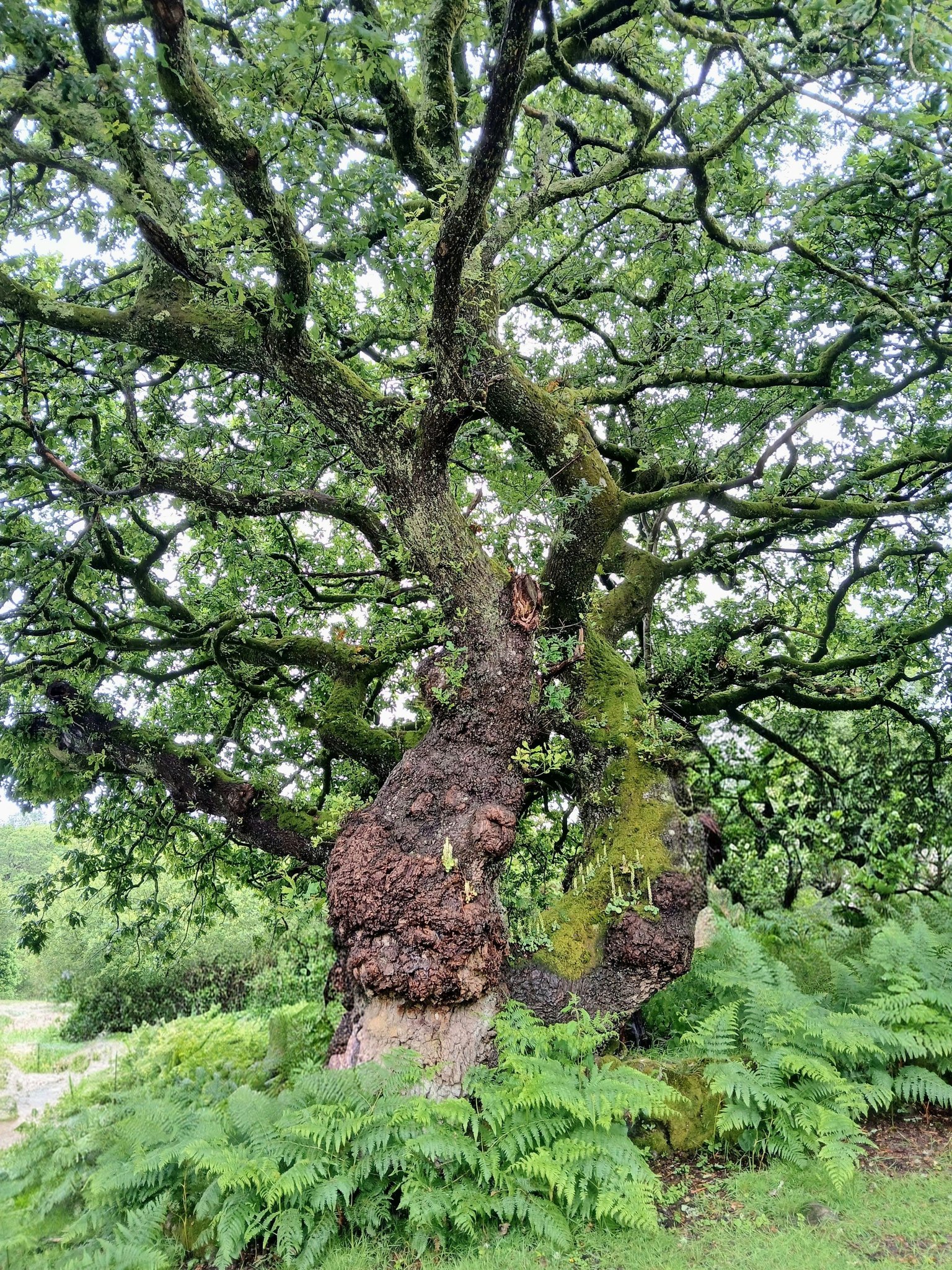 Mighty oak tree symbolizes strength and longevity