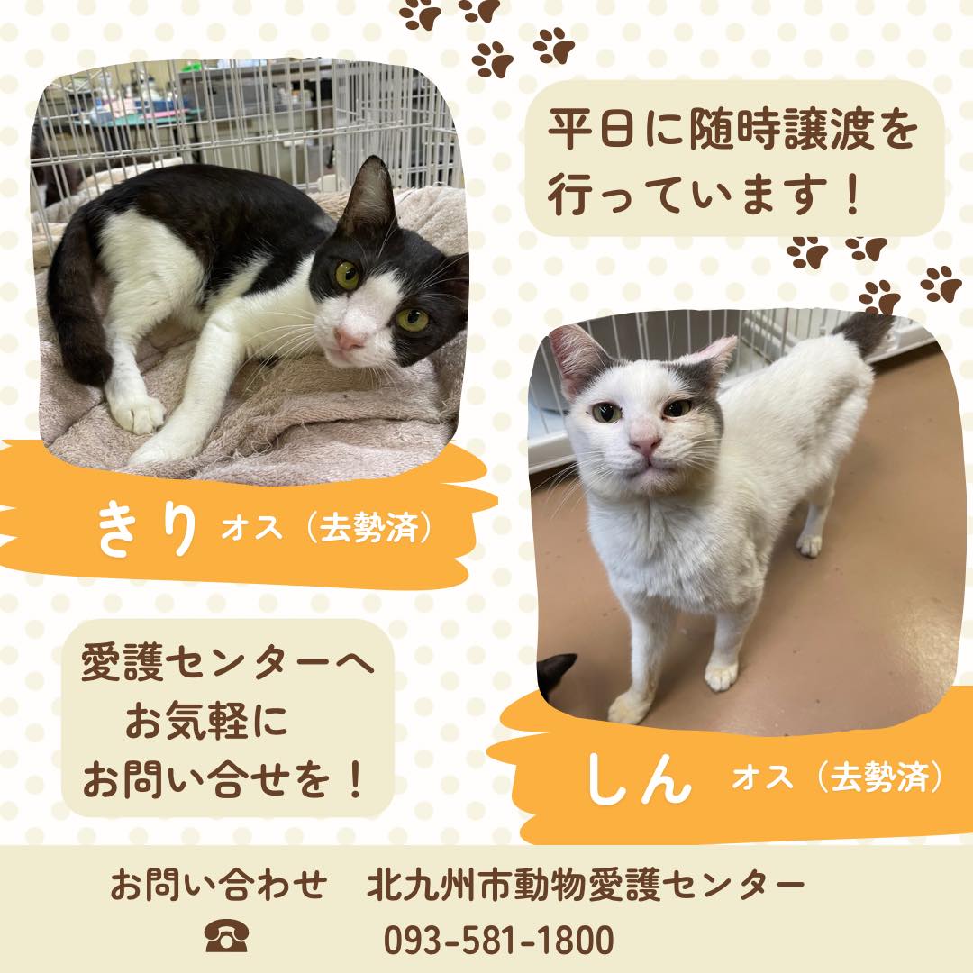 動物 愛護 センター 北九州