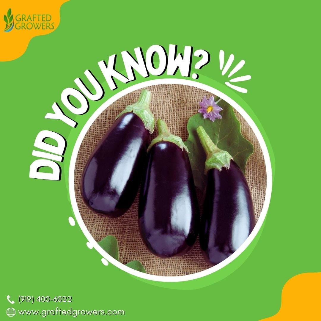Grafted Growers - Did you know eggplants contain a rare... | Facebook