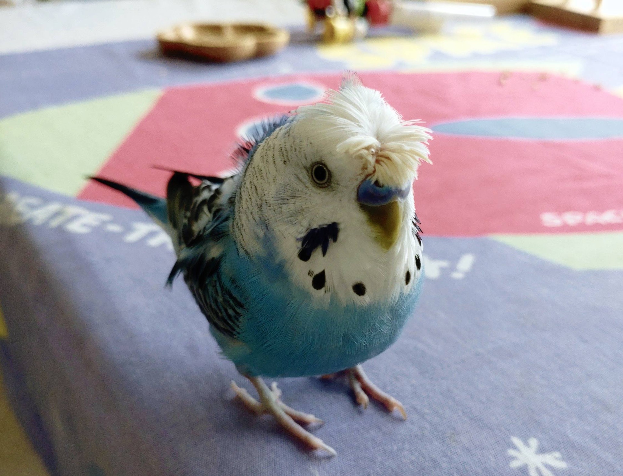 家族が増えました！
