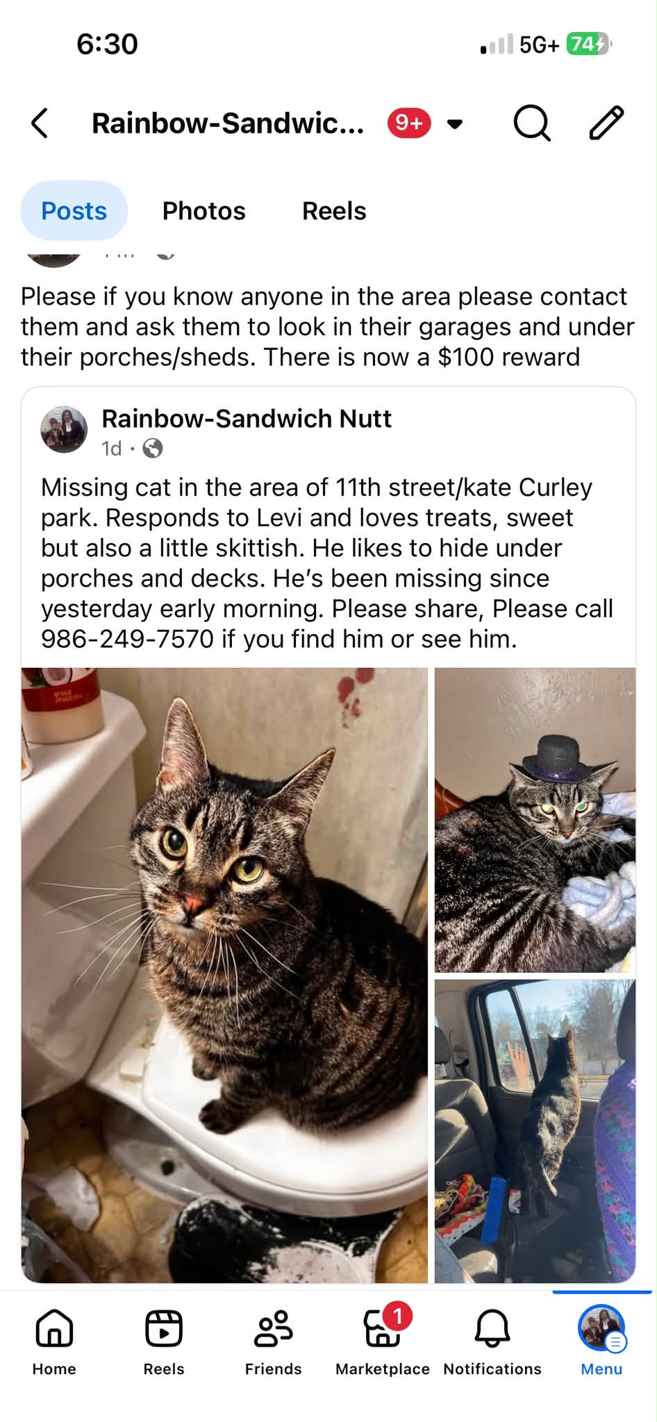 Missing cat Levi in Idaho Falls area