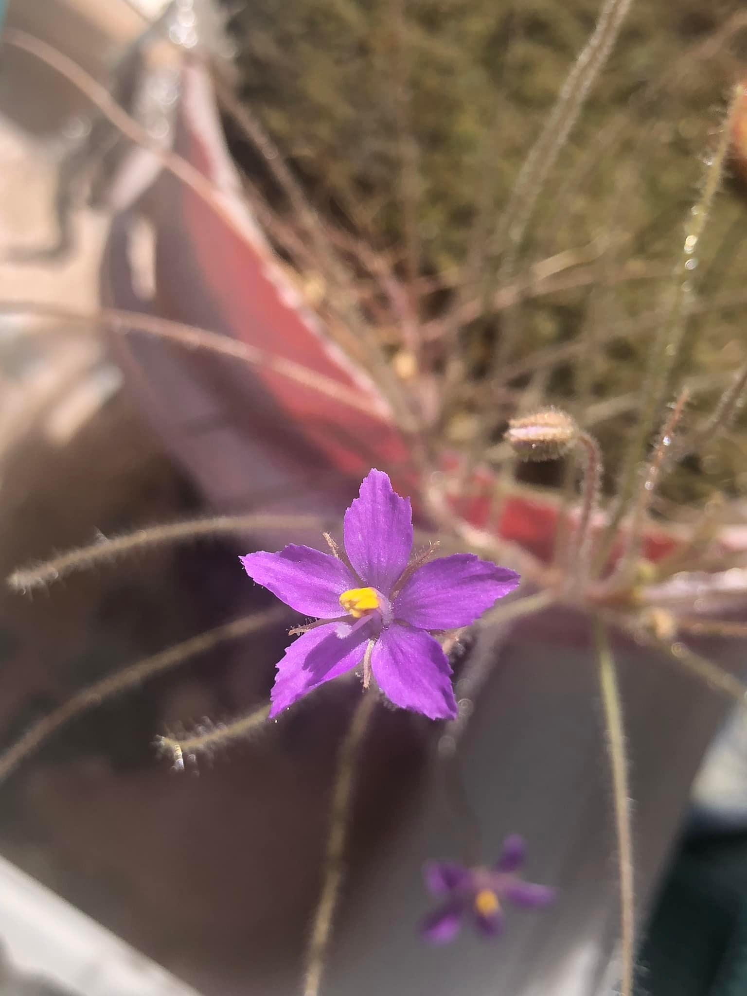 Ripper Plants PH