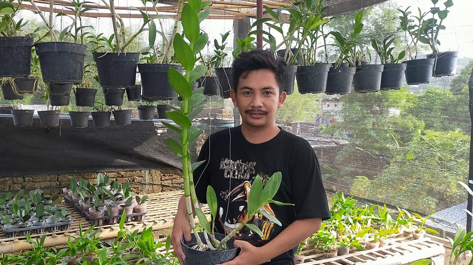 Dendrobium faciferum vs Chatree 🌿🌺 | Dick Suyanto