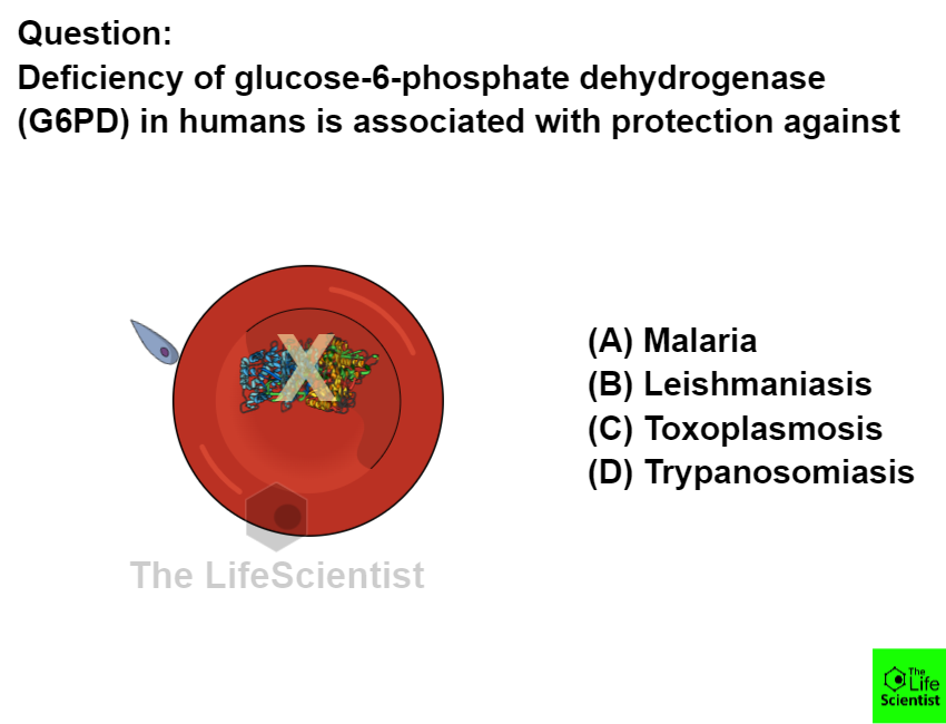 G6PD helps red blood cells survive oxidative stress by making NADPH,which keeps glutathione in its reduced, protective form Someone answer