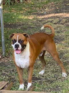 ROCKY V Rocky is a friendly 1.5... - Austin Boxer Rescue