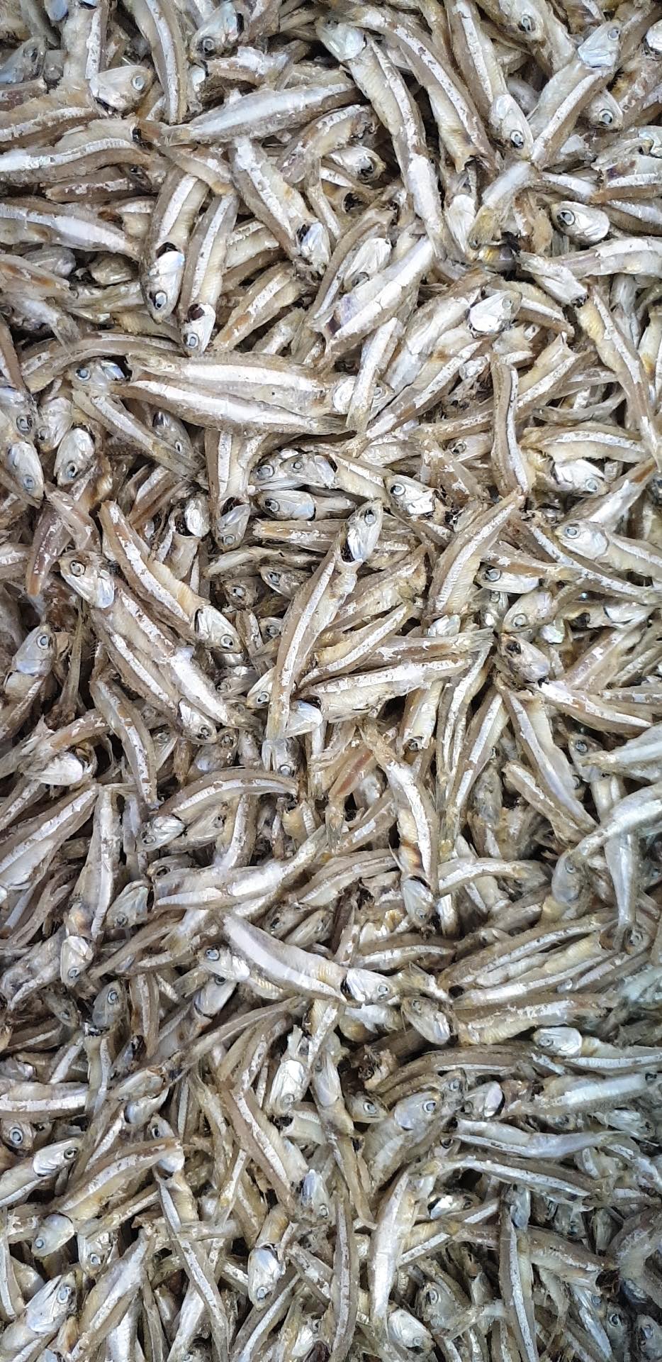 本地江鱼仔 Ikan bilis