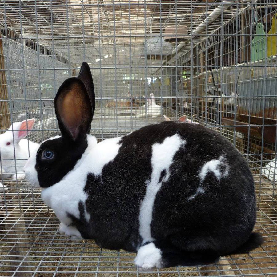Rabbit Farmers Kenya | Nairobi