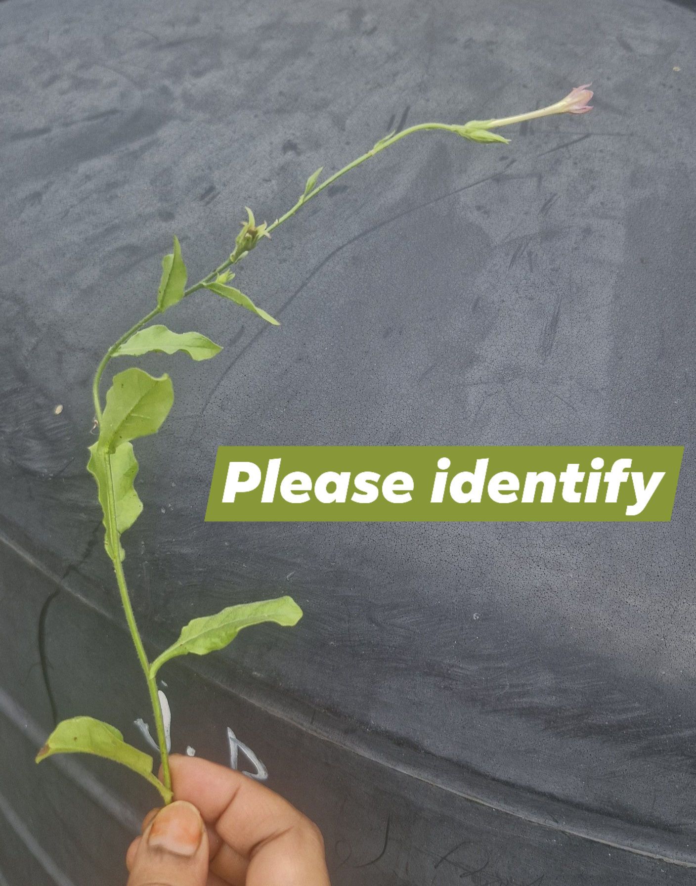 Please identify this plant #everyone #plantlover #plantidentification