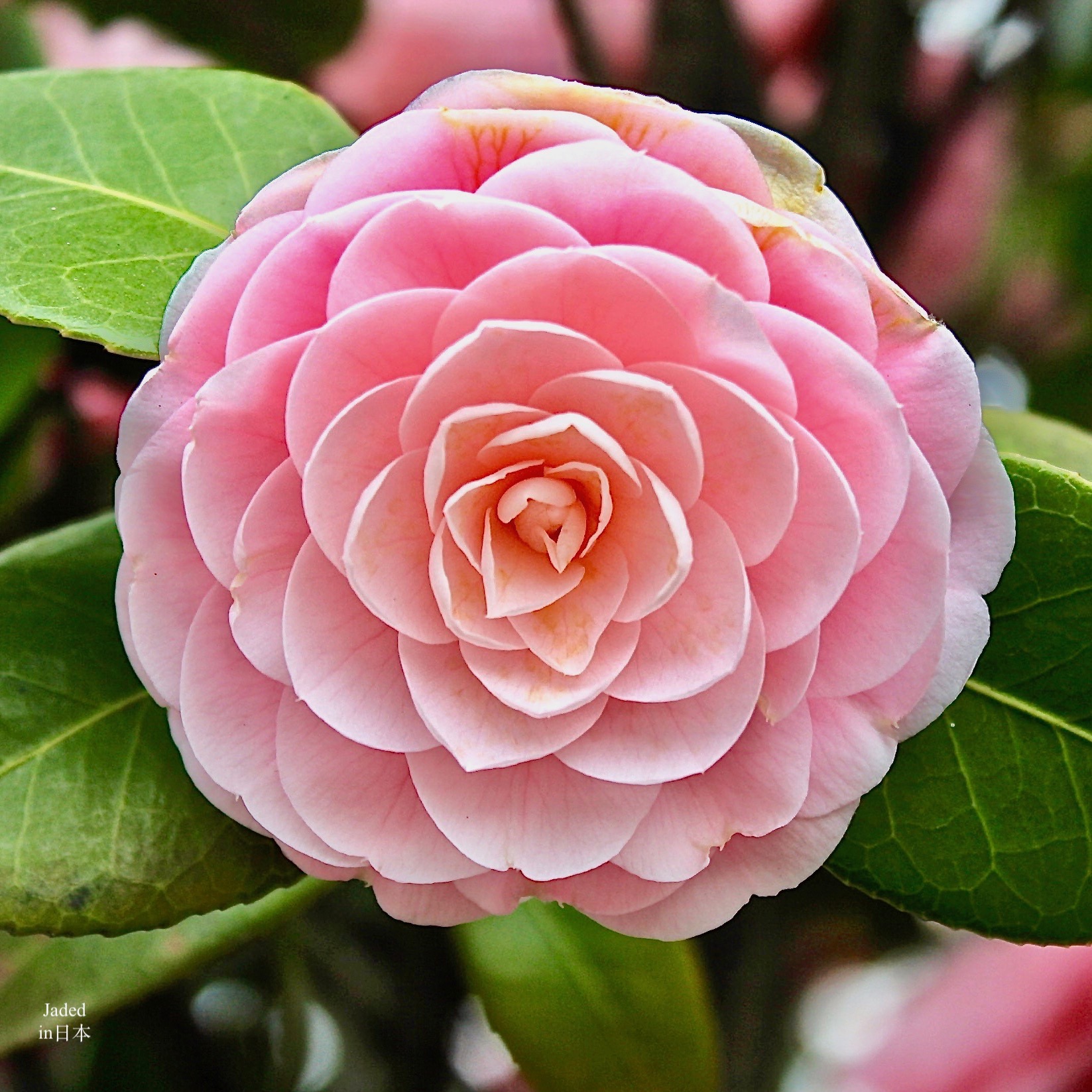 椿（玉の浦） Tsubaki(Tama-no-ura) Japanese Camellia