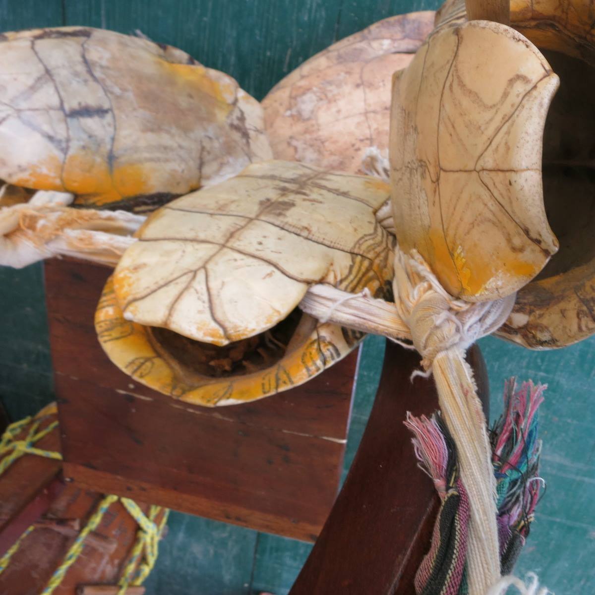 The Original Turtle Shell Band