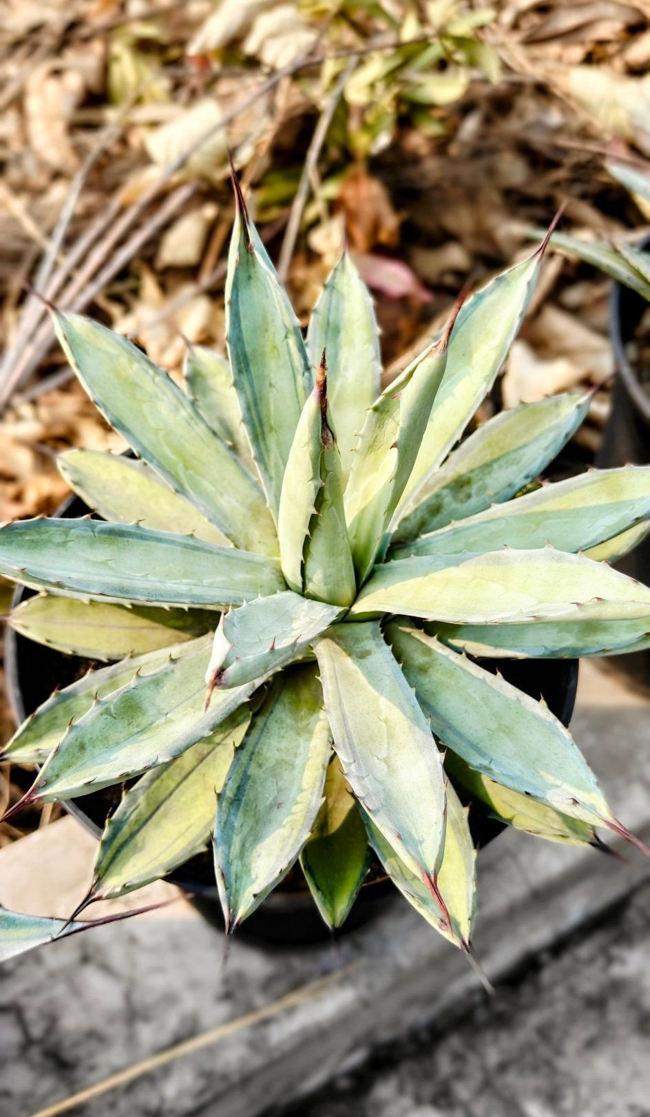 アガベ　マクロアカンサ　‘Golden finger’ 黄中斑　幅広葉 アガベ マクロアカンサ ゴールデンフィンガー 'Golden finger' Agave