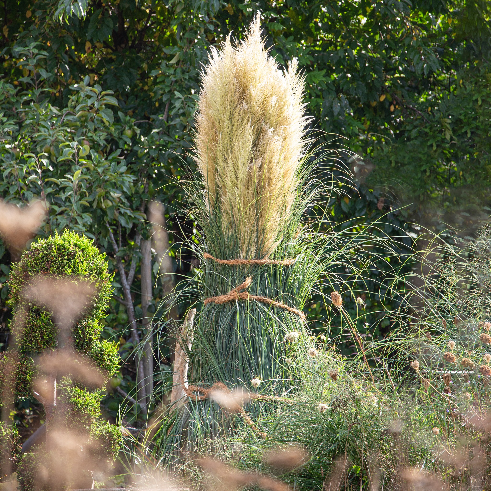 Pampasgras ist zwar winterhart, benötigt in unseren Breitengraden aber ein wenig Unterstützung um unbeschadet über den Winter zu kommen. 🌾 Dabei ist es nicht die Kälte, die dem Ziergras zu schaffen ma