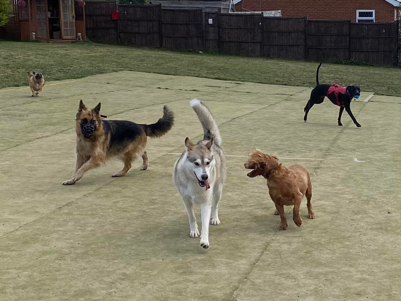 ♥️🐕 Saturday Fun !! Happy Weekend!! - Happy Paws Dog Park