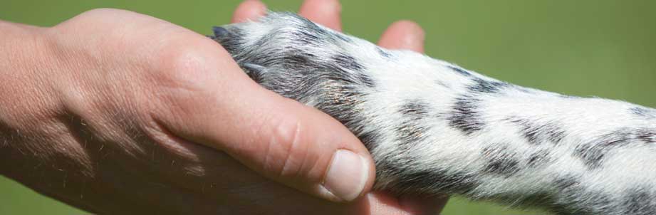 ATTN: ADOG STUDENTS!!!... - Start to Finish Dog Training | Facebook